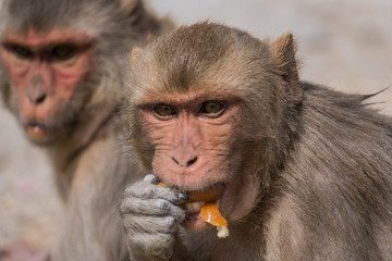 fressender Rhesusaffe