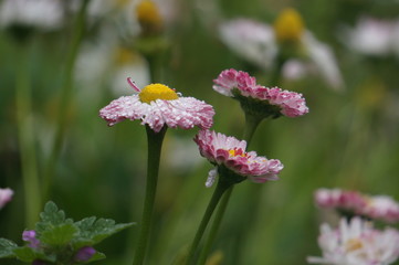 wild forest flowers after the rain