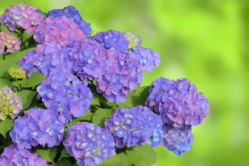雨上がりの紫陽花　Hydrangea