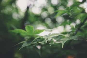 Japanese maples leaves with vintage film style