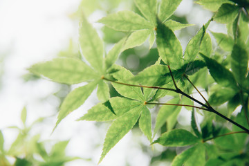 Japanese maples leaves with vintage film style