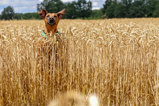 Rhodesian Ridgeback Hund h&uuml;pft durch getreidefeld Nase Ohren Kopf