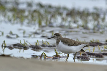 Common Sandpiper (Actitis hypoleucos) Crete, Greece