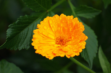 garden flowers after rain