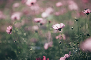 Cosmos pink flowers close up in field background vintage style