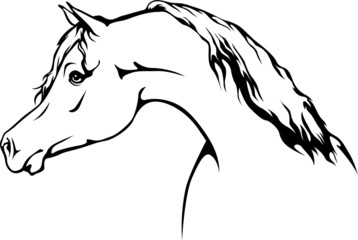 Arabian Horse © BarefootBornDesign