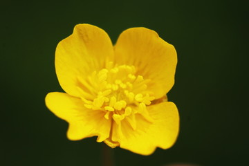 Flower macro blurred background