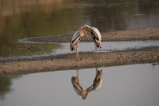 Marabus an Wasserstelle