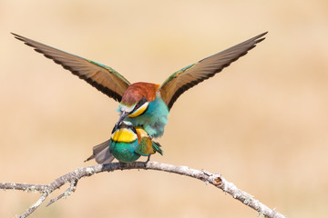 Birds mating on tree branch