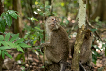 Naklejka na ściany i meble Monkey in Pandangaran, Java, Indonesia