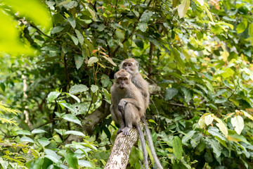 Monkey in Pandangaran, Java, Indonesia