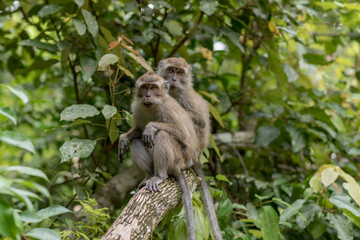 Monkey in Pandangaran, Java, Indonesia