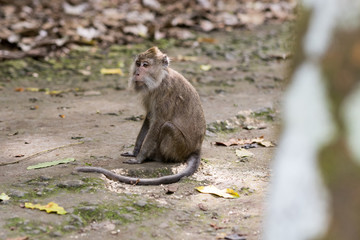 Monkey in Pandangaran, Java, Indonesia