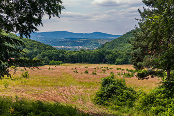Naklejka premium trampled paths on a pasture on a lawn in the middle of a thick forest in the hills