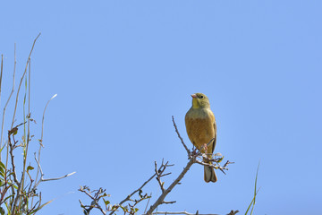 Ortolan Bunting (Emberiza hortulana), Crete 