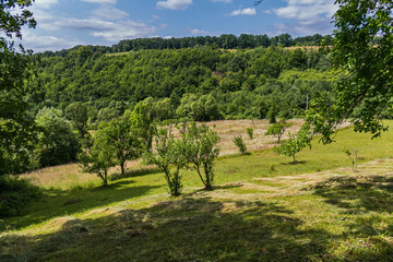 Fototapeta na wymiar hillside with scattered mowing of hay for drying under trees