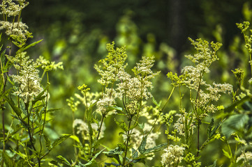 wild forest flowers after the rain