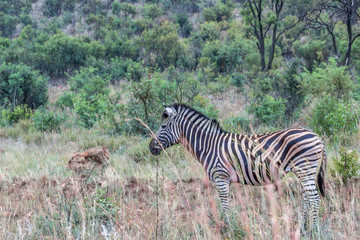 Fototapeta na wymiar Burchels Zebra in Pilanesberg National park