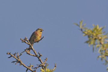 Cirl Bunting (Emberiza cirlus), Greece