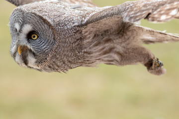 Great Grey 0wl (Strix nebulosa) flying. Bird of prey flight in close-up..
