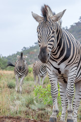 Burchels Zebra in Pilanesberg National park