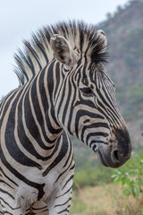 Naklejka na ściany i meble Burchels Zebra in Pilanesberg National park
