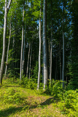 Forest glade with growing green bushes against the background of tall trees with trunks without branches.