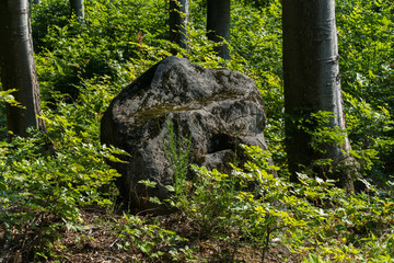 The large gray stone is covered with moss in a thick hornbeam forest