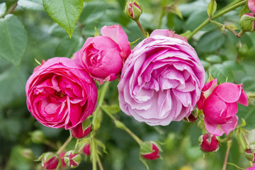 Roses in a Paris Park