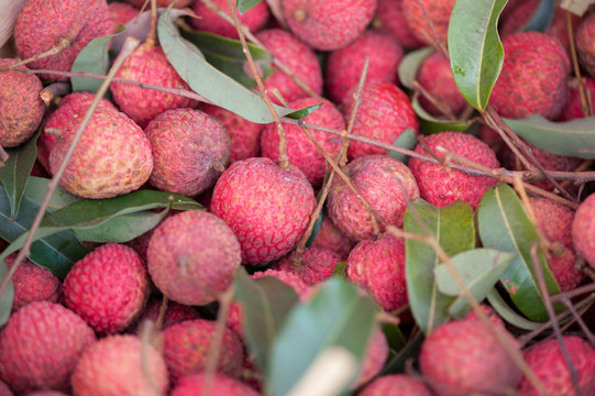 Picked Lychee tropical fruits