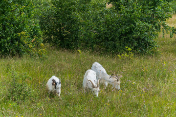 Goats graze in the field against the background of deciduous green trees