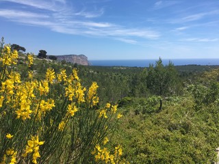 Mediterranean landscape with yellow flowers