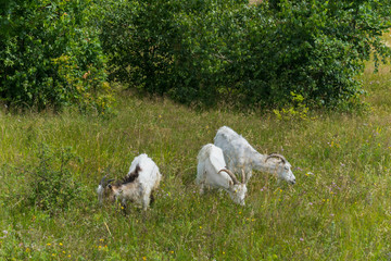 Fototapeta na wymiar Three horned goats are grazed on the meadow near the young green birches