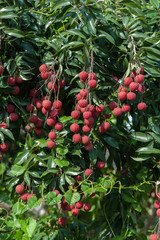 Lychee tropical fruits in growth on tree