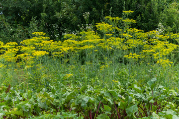 a tall flowering dill and a beetroot in a vegetable garden surrounded by tall green trees. a place for rest and picnic