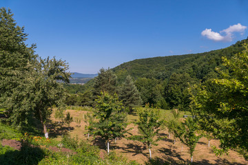 Fototapeta na wymiar Garden with fruit trees against the backdrop of a huge green mountain