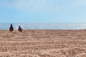 two pigeons, it is important to walk on the evening sandy beach against the sea and sky