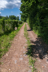 A dirt road under the greenery of trees and the blue sky