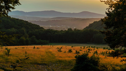 beautiful glade in the forest against the backdrop of the mountains