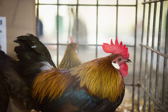 A beautiful colorful Welsumer rooster in a cage on exhibit.