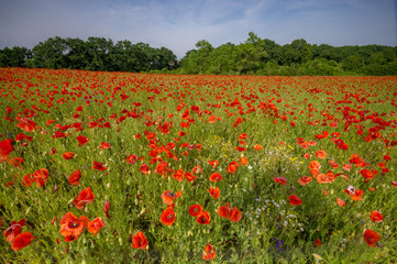 red poppies on a meadow