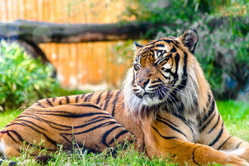 Bengal tiger in zoo. Animals in captivity. - Powered by Adobe