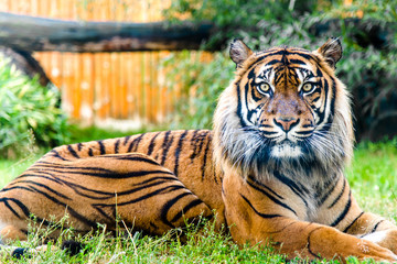 Portrait of tiger looking at the camera. Front view of panthera tigris in. Animals in zoo.
