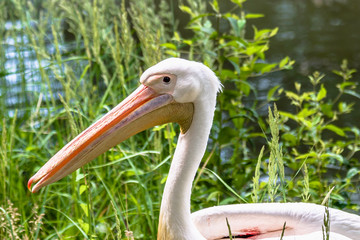 Great white pelican looking at the camera. Large bird in nature. Pelicans family, birds in natural environment.