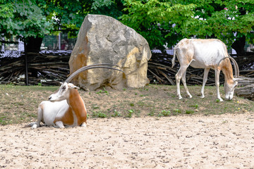 Horned antelope. African scimitar oryx on grass in zoo, animals in captivity.