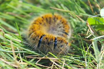 Macrothylacia rubi caterpillar in green grass