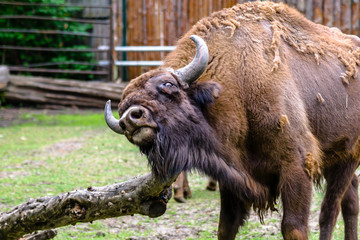 Auroch, animal in zoo. Aurochs lives in european nature reserves. Those animals are under protection. © alicja neumiler