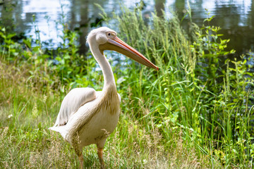 Rosy pelican, great white bird in on the shore. Pelicans family, large birds over the river