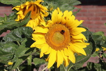 Sunflower in the sun in Nieuwerkerk aan den IJssel the netherlands