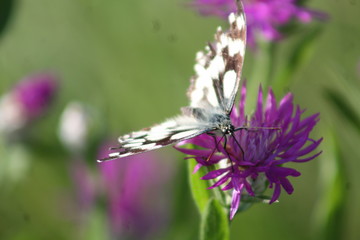 papillon